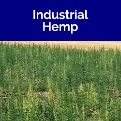 Industrial Hemp tile - hemp in a field
