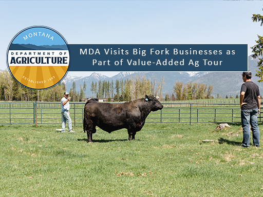 Argentine Cattle Producers view sire at Montana ranch in field with mountains in background