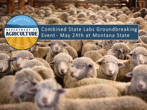 A group of sheep prepares for shearing with text overlay announcement