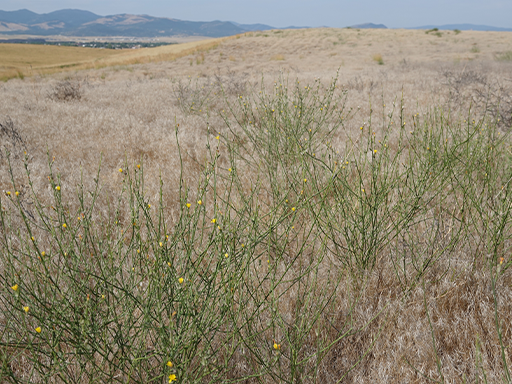 Image of rush skeletonweed in field