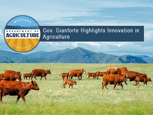 red cows in green pasture with text overlay announcement