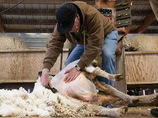 Gov Gianforte Sheers an ewe at the Helles Ranch