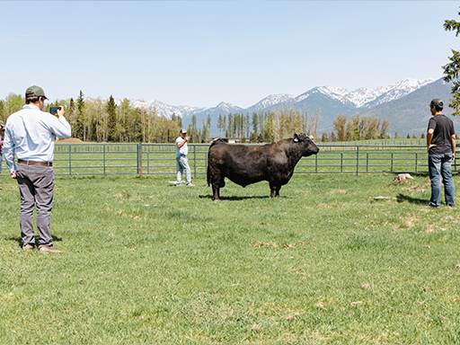 Argentine cattle producers view sire in field at Montana Ranch in Big Fork Montana
