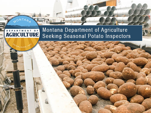 Montana seed potatoes on the sorting line with text overlay announcement