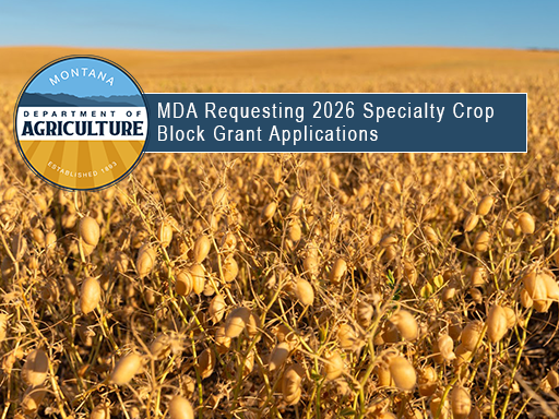 Chickpeas in field waiting for harvest with text overlay announcement