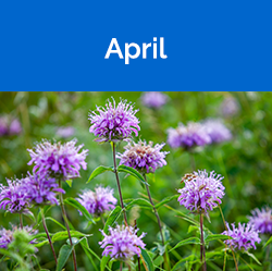 April - purple thistle