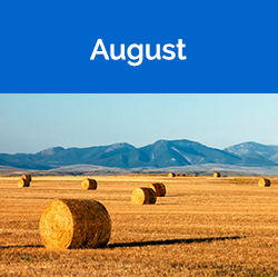 August - round hay bales in field