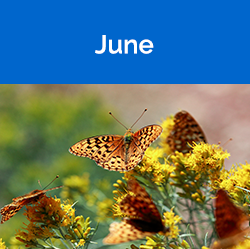 June - Butterfly