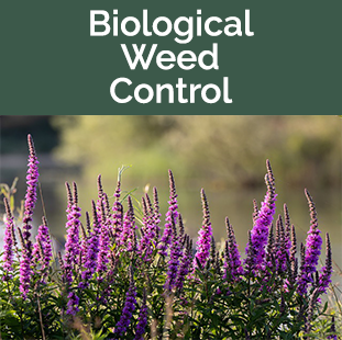 Biological Weed Control