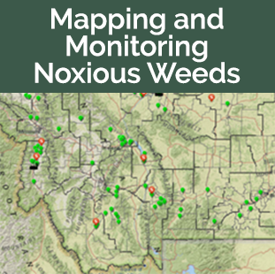 Mapping and Monitoring Noxious Weeds