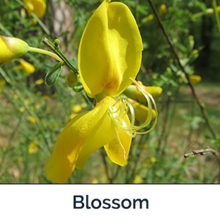 Scotch Broom blossom yellow drooping petals