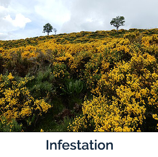 Scotch Broom Invading filed of yellow flowers
