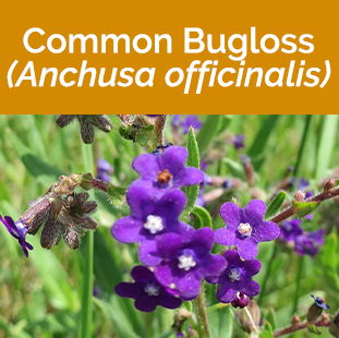 Common Bugloss