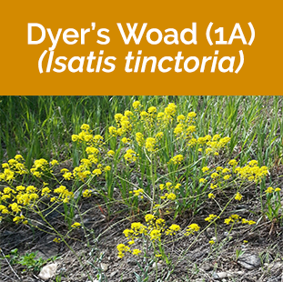 Dyer's Woad