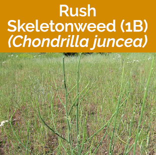 Rush Skeletonweed