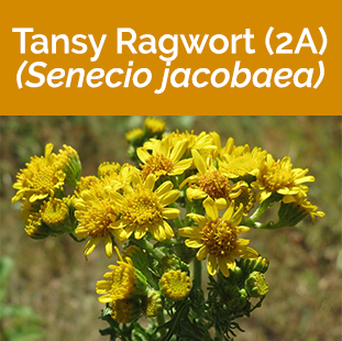 Tansy Ragwort