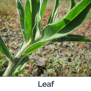 Blueweed Leaf