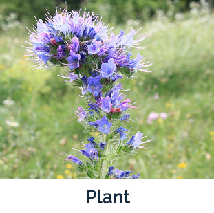 Blueweed Plant