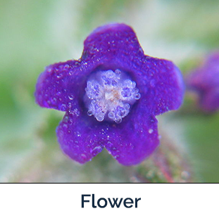 Common Bugloss flower