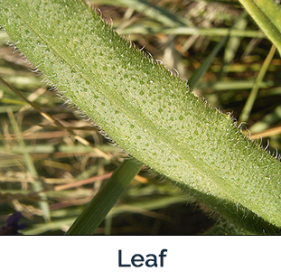 Common Bugloss leaf