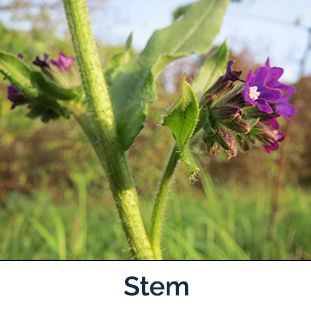 Common Bugloss stem