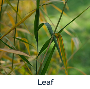 Common Reed Leaf