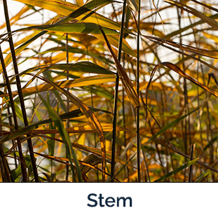 Common Reed Stem