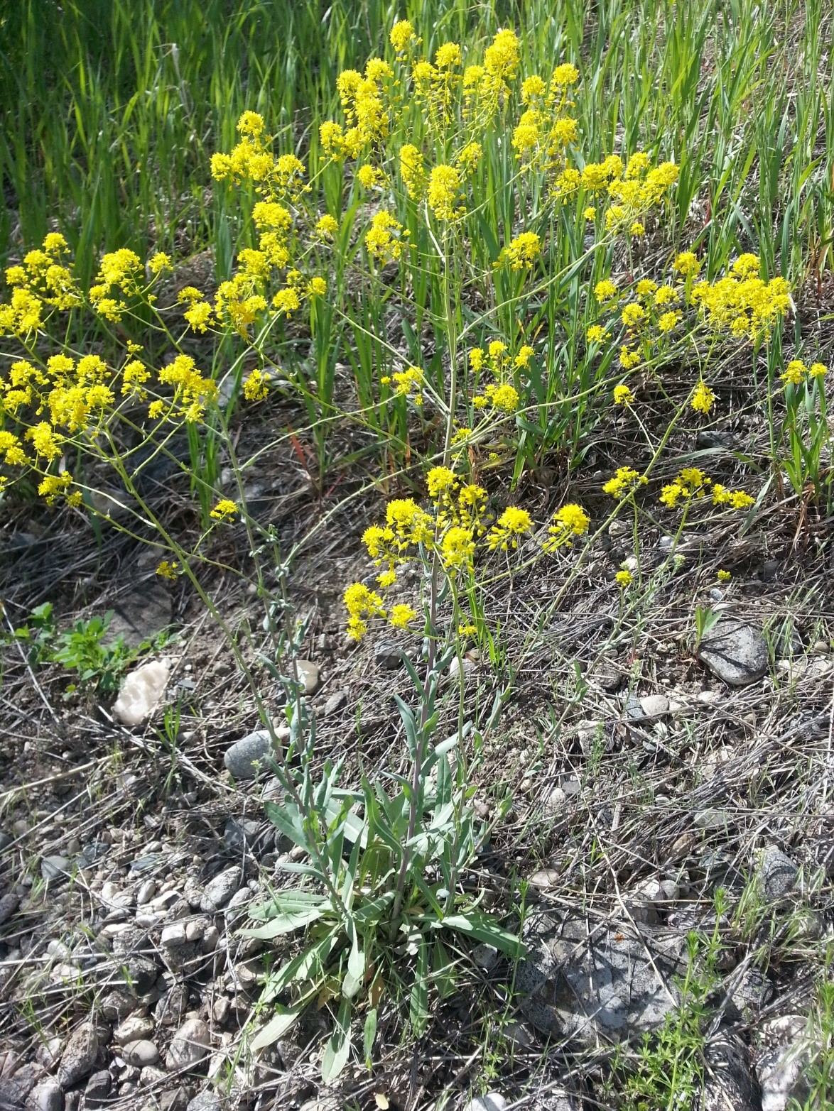 Woad Plant Img provided by Bamber Burch Beaverhead County