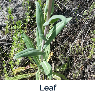 Dyer's Woad leaf image by Amber Burch Beaverhead County