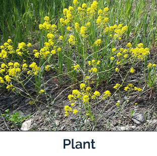 Dyer's Woad plant image by Amber Burch Beaverhead County