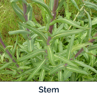 Dyer's Woad stem image by Amber Burch Beaverhead County