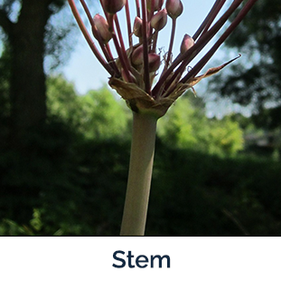 Flowering Rush stem
