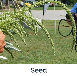 Palmer Amaranth Seed - photo by Us Soybean Board