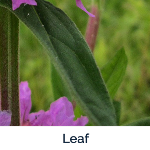 Purple Loosestrife leaf