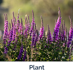 Purple Loosestrife plant
