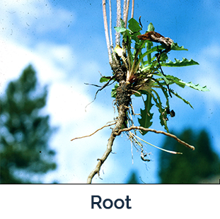 Rush Skeletonweed Root - Photo by Utah State University , Bugwood.org