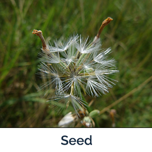 Rush Skeletonweed Seed