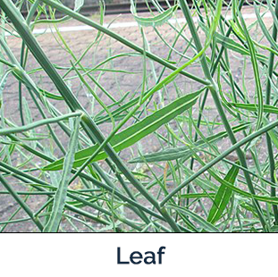 Rush Skeletonweed Leaf