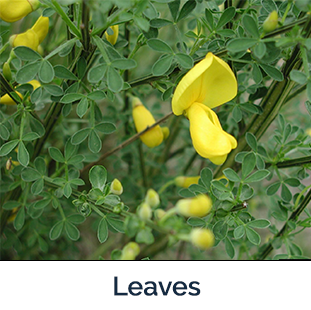 Scotch Broom Leaves - Photo by Leslie J. Mehrhoff, University of Connecticut, Bugwood.org