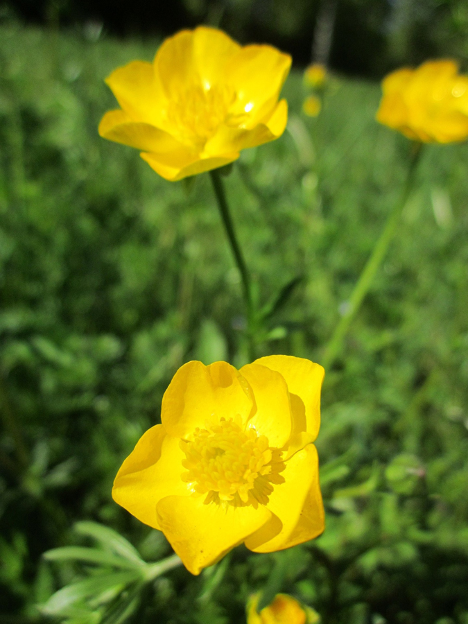 Tall Buttercup plant flowers