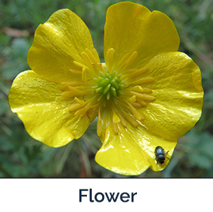 Tall Buttercup flower