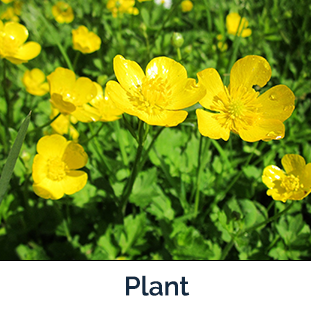 Tall Buttercup plant