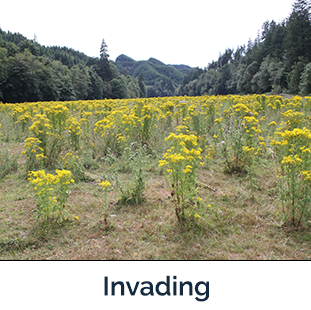 Tansy Ragwort Invading - Photo by Eric Coombs, Oregon Department of Agriculture, Bugwood.org