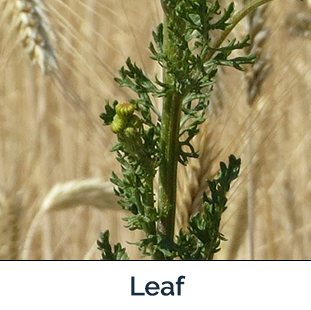Tansy Ragwort leaf image by Mike Bradeen, Lincoln County