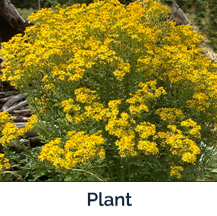 Tansy Wort plant image by Mike Bradeen, Lincoln County