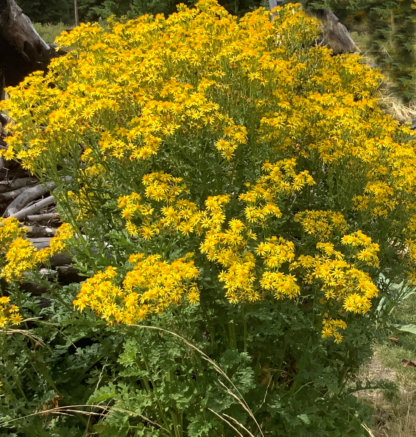 Tansy Ragwort plant image by Mike Bradeen, Lincoln County
