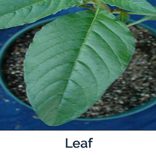 Waterhemp Leaf - Photo by Bruce Ackley The Ohio State University, Bugwood.org