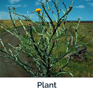 Yellow Starthistle Plant - Photo by Steve Dewey, Utah State University, Bugwood.org