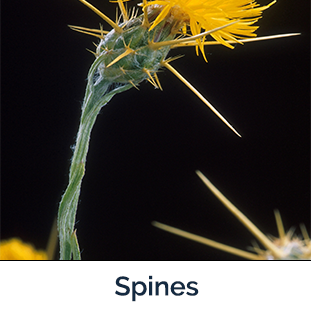 Yellow Starthistle Spines - Peggy Greb. USDA Agricultural Research Service, Bugwood.org