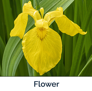 Yellowflag Iris flower